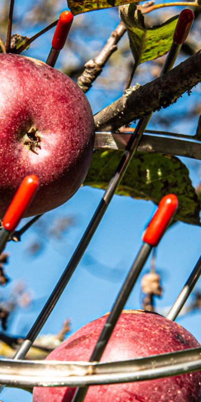 Apfelpflücker, Obstpflücker, Früchtepflücker Illustration - Früchtepflücker Apfelpflücker, Obstpflücker, Früchtepflücker Illustration